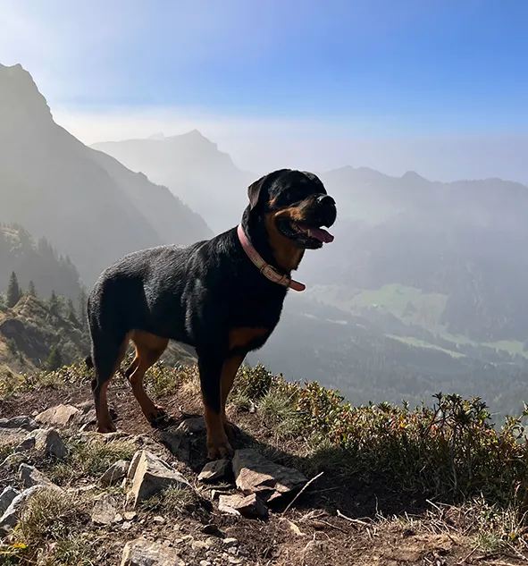 Veera Peuhkurin koira Koda vuoristomaisemassa.